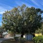 Laurel Oak 20 Seeds Quercus hemisphaerica