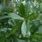 Laurel Oak 20 Seeds Quercus hemisphaerica