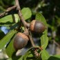 Laurel Oak 20 Seeds Quercus hemisphaerica