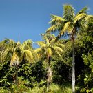 Kentia Palm  Howea forsteriana 10 Seeds