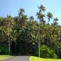 Kentia Palm Howea forsteriana 10 Seeds