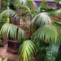 Kentia Palm Howea forsteriana 10 Seeds