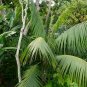Kentia Palm Howea forsteriana 10 Seeds
