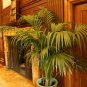Kentia Palm Howea forsteriana 10 Seeds