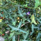 Agarita 10 Seeds Mahonia trifoliolata Desert Shrub Agarita 10 Seeds Mahonia trifoliolata Desert Shrub