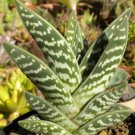 Tiger Aloe 100 Seeds Aloe variegata Tiger Aloe 100 Seeds Aloe variegata