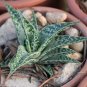 Tiger Aloe 100 Seeds Aloe variegata