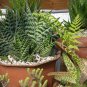 Tiger Aloe 100 Seeds Aloe variegata