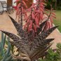 Tiger Aloe 100 Seeds Aloe variegata