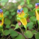 Trailing Fuchsia  25 Seeds  Fuchsia procumbens