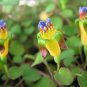 Trailing Fuchsia  25 Seeds  Fuchsia procumbens