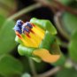 Trailing Fuchsia  25 Seeds  Fuchsia procumbens