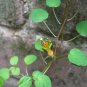 Trailing Fuchsia  25 Seeds  Fuchsia procumbens