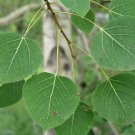 Quaking Aspen Populus tremuloides 100 Seeds Quaking Aspen Populus tremuloides 100 Seeds