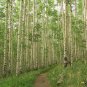 Quaking Aspen Populus tremuloides 100 Seeds