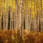 Quaking Aspen Populus tremuloides 100 Seeds