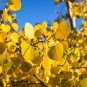 Quaking Aspen Populus tremuloides 100 Seeds