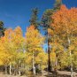 Quaking Aspen Populus tremuloides 100 Seeds