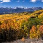 Quaking Aspen Populus tremuloides 100 Seeds