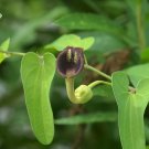 Slender Dutchman’s Pipe 20 Seeds Aristolochia debilis Slender Dutchman’s Pipe 20 Seeds Aristolochia debilis