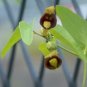 Slender Dutchman&acirc;��s Pipe  20 Seeds  Aristolochia debilis