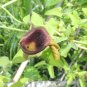 Slender Dutchman&acirc;��s Pipe  20 Seeds  Aristolochia debilis
