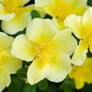 Yellow Rose  20 Seeds  Rosa xanthina