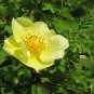 Yellow Rose 20 Seeds Rosa xanthina