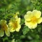 Yellow Rose 20 Seeds Rosa xanthina