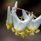 Dutchman’s Breeches 50 Seeds Dicentra cucullaria Dutchman’s Breeches 50 Seeds Dicentra cucullaria