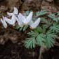 Dutchman’s Breeches 50 Seeds Dicentra cucullaria
