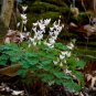 Dutchman’s Breeches 50 Seeds Dicentra cucullaria