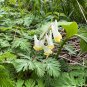 Dutchman’s Breeches 50 Seeds Dicentra cucullaria