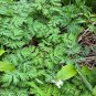 Dutchman’s Breeches 50 Seeds Dicentra cucullaria