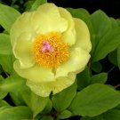 Golden Peony Paeonia mlokosewitschii 5 Seeds
