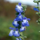 Blue Sage 40 Seeds Salvia azurea Blue Sage 40 Seeds Salvia azurea