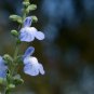 Blue Sage 40 Seeds Salvia azurea