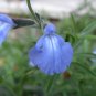 Blue Sage 40 Seeds Salvia azurea