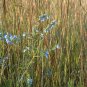 Blue Sage 40 Seeds Salvia azurea