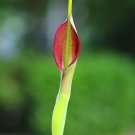 Purple Dragon 20 Seeds Pinellia tripartita Purple Dragon 20 Seeds Pinellia tripartita