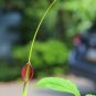 Purple Dragon  20 Seeds  Pinellia tripartita