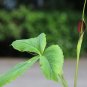 Purple Dragon  20 Seeds  Pinellia tripartita