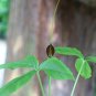 Purple Dragon  20 Seeds  Pinellia tripartita