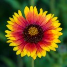 Blanket Flower 500 Seeds Gaillardia aristata Blanket Flower 500 Seeds Gaillardia aristata