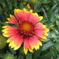Blanket Flower 500 Seeds Gaillardia aristata