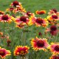 Blanket Flower 500 Seeds Gaillardia aristata