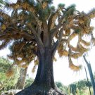 Mexican Tree Yucca Yucca filifera 20 Seeds