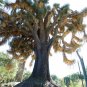 Mexican Tree Yucca Yucca filifera 20 Seeds