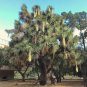 Mexican Tree Yucca Yucca filifera 20 Seeds