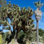 Mexican Tree Yucca Yucca filifera 20 Seeds